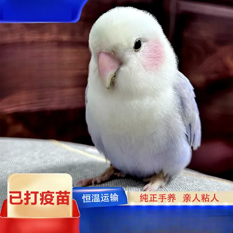 手养鹦鹉活鸟会说话的牡丹鹦鹉小型宠物鸟繁殖玄凤虎皮观赏幼鸟体
