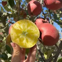 小刘云滇甄选---昭通苹果富士糖心苹果现摘现发新鲜脆甜多汁