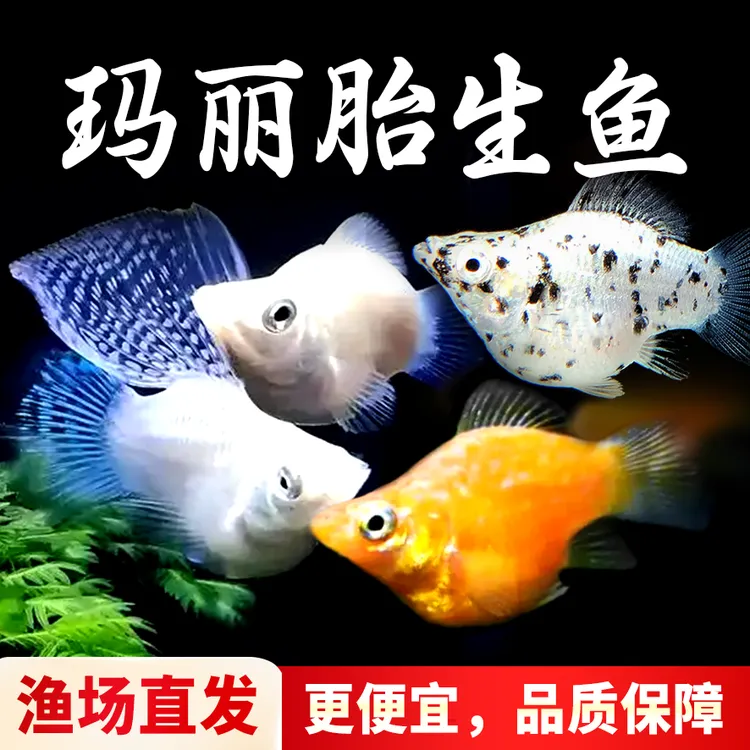 玛丽球皮球鱼耐活观赏鱼活体易繁殖小型热带鱼混养