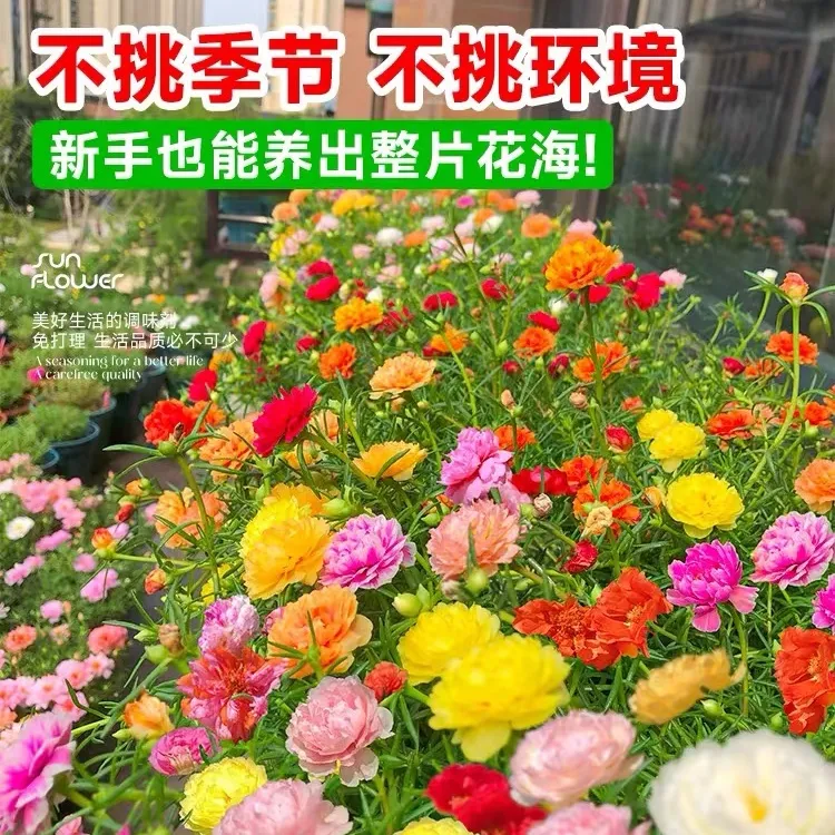 正宗花种子重瓣太阳花四季开花室内花卉易活室外种子四季花种子