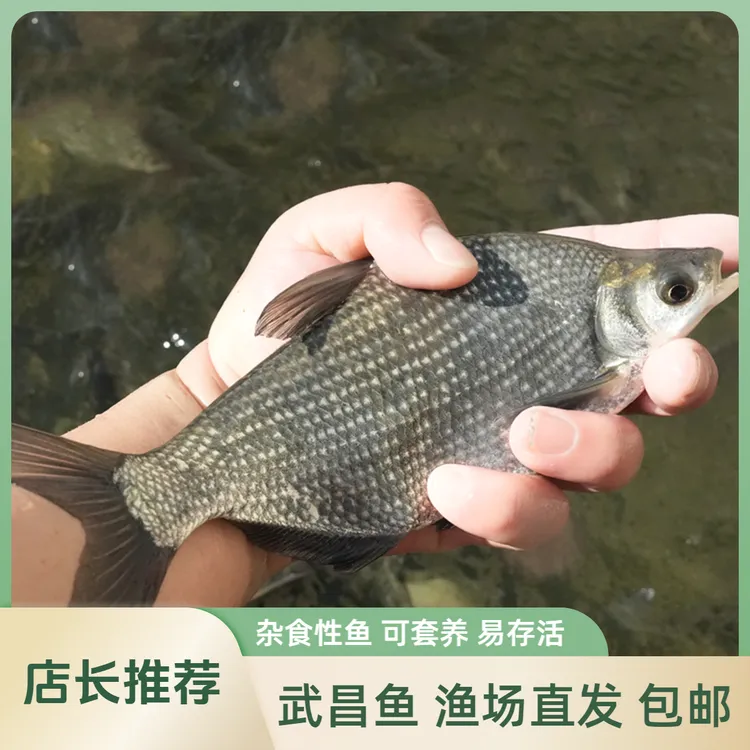 【活体】武昌鱼扁鱼草扁（2-12厘米）观赏鱼淡水鱼冷水鱼 超萌好物