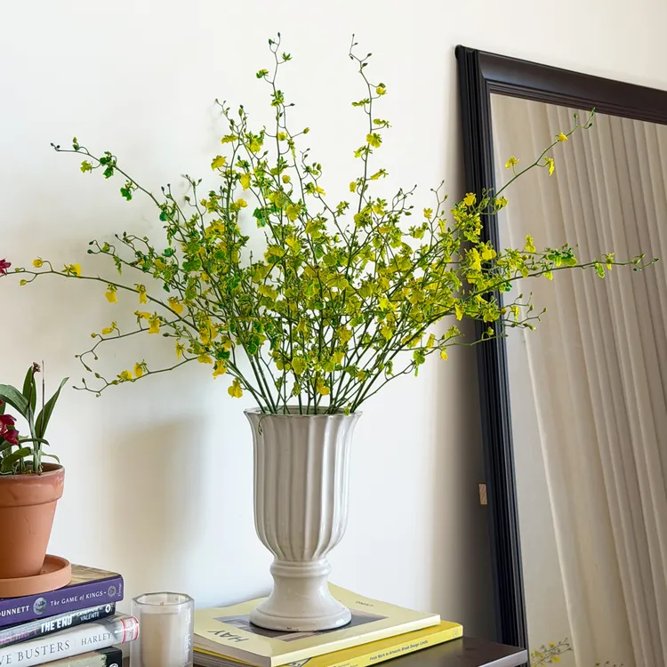 多芬名仕·新品【柠檬慕斯】跳舞兰鲜切花吸色款 基地直发