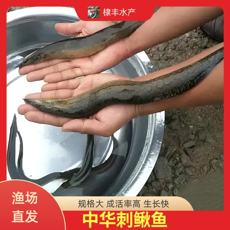 剌鳅鱼 沙鳅鱼 刀鳅鱼 钢鳅 石锥鱼 宠物观赏刺鳅