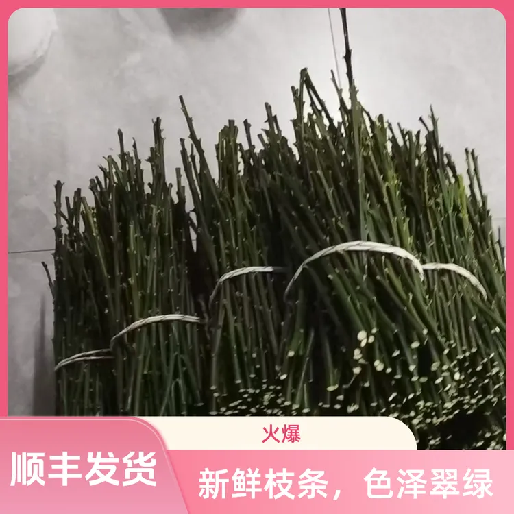 脆蜜金柑三代枝条