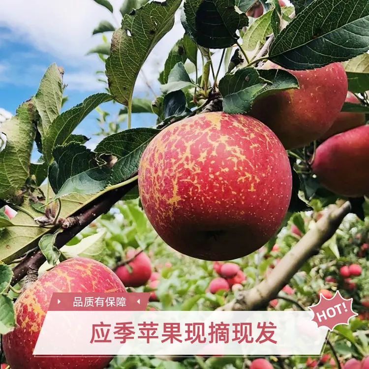 云南昭通甜蜜丑苹果应季新鲜水果现摘现发坏果包赔