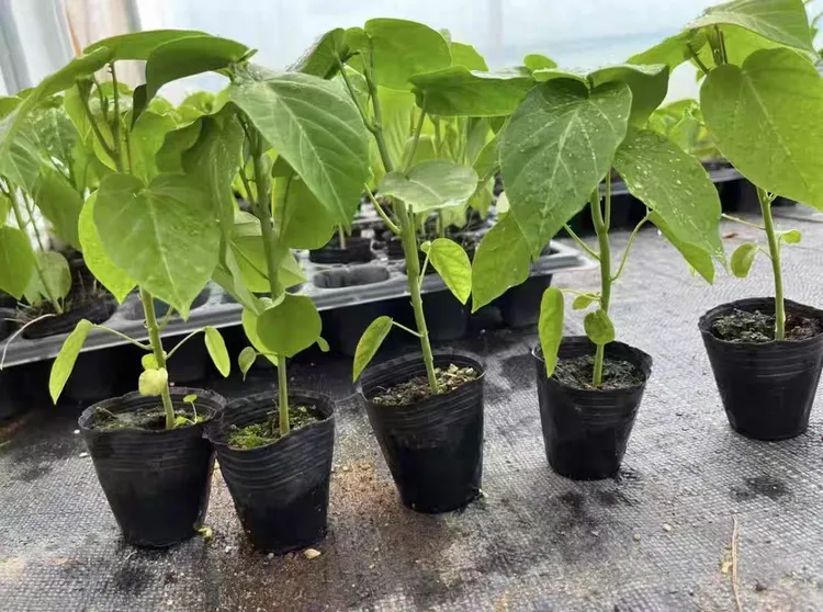 云南纯甜新品种热情果苗正品特大哥伦比亚热情果苗黄金百香耐寒