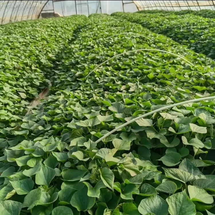 【批量采购拍这】秦薯五号一支香板栗脱毒红薯苗高剪红薯苗产地直发