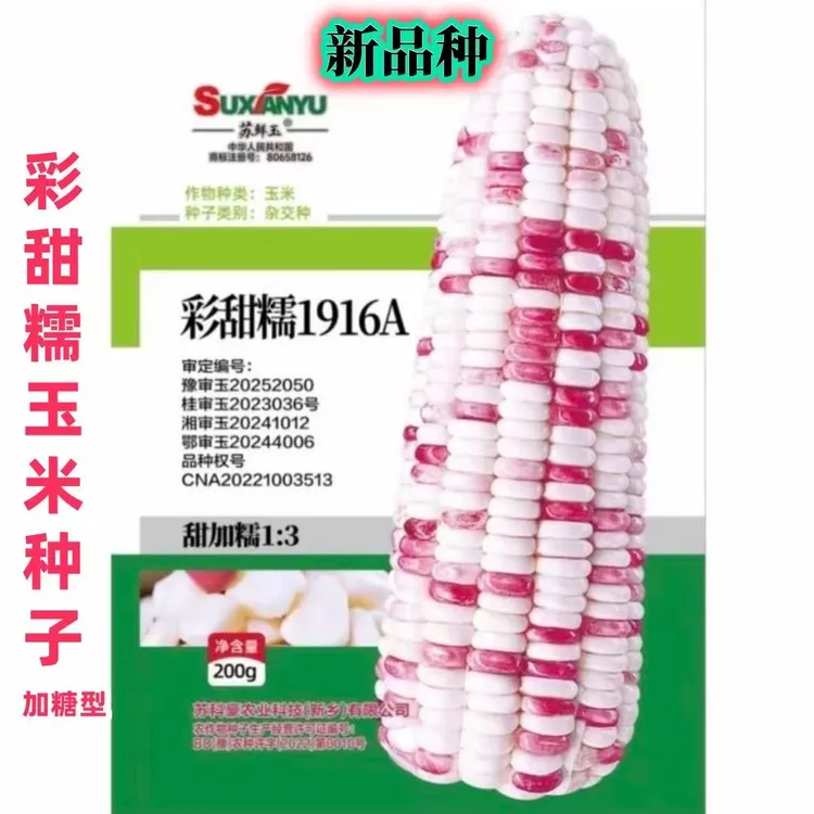 原厂【正品授权】彩甜糯1916A甜糯玉米种子