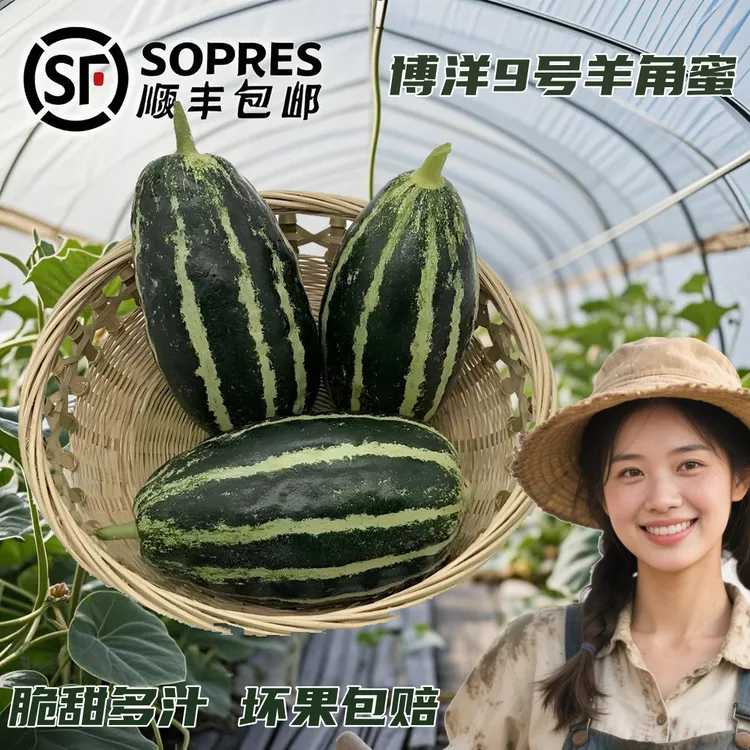 【顺丰包邮】山东头茬博洋九号小羊角蜜甜瓜蜜脆甜蜜瓜香瓜坏果包赔
