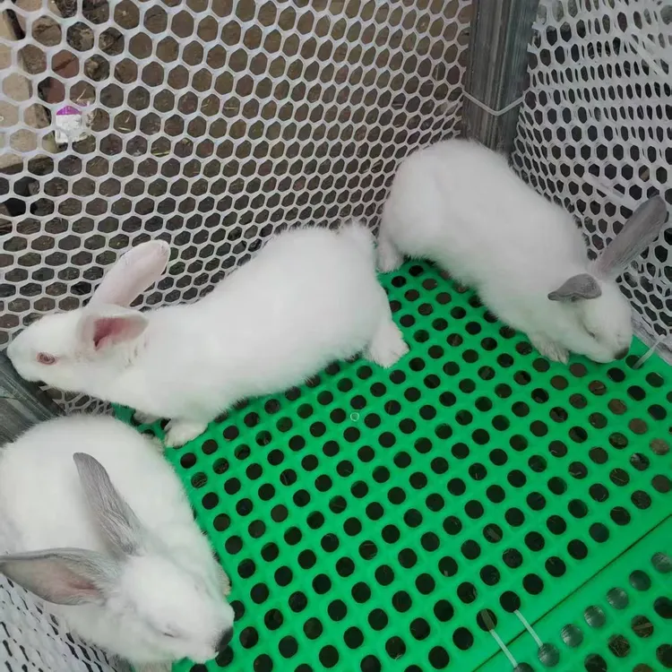 纯种伊拉肉兔，一对小兔链接