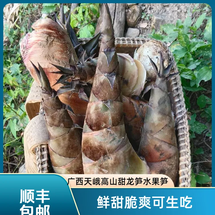 【顺丰包邮】广西天峨高山甜龙笋、水果笋、鲜甜脆爽可生吃不用焯水