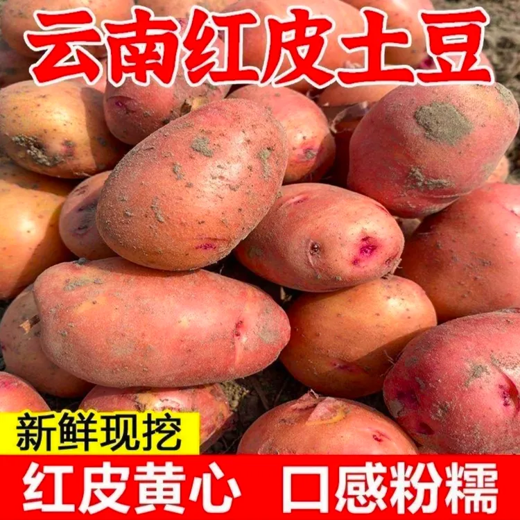 云南红皮土豆黄心土豆5斤马铃薯洋芋高原种植产地发货