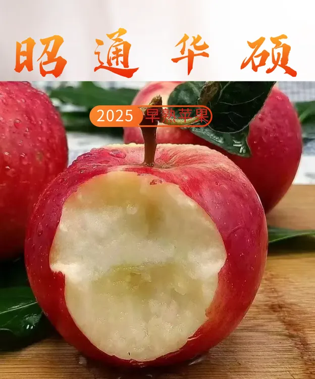 正宗昭通苹果2025新果上市早熟华锁苹果高生态原种植现摘现发