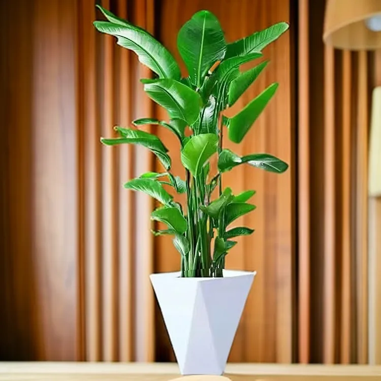 亏米天堂鸟高110-130CM客厅办公室绿植盆栽好养活送白菱形盆实拍