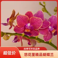 悠花里蝴蝶兰【金边玲珑 】叶片微瑕全花开花珠发货