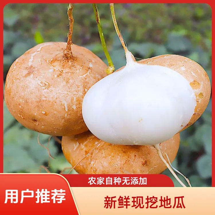 【自家沙土地】广西新鲜凉薯地萝卜现挖现发当季蔬菜脆甜多汁