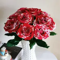 【云舍花卉】水瓶座单头玫瑰全场满2单及以上鲜花包邮