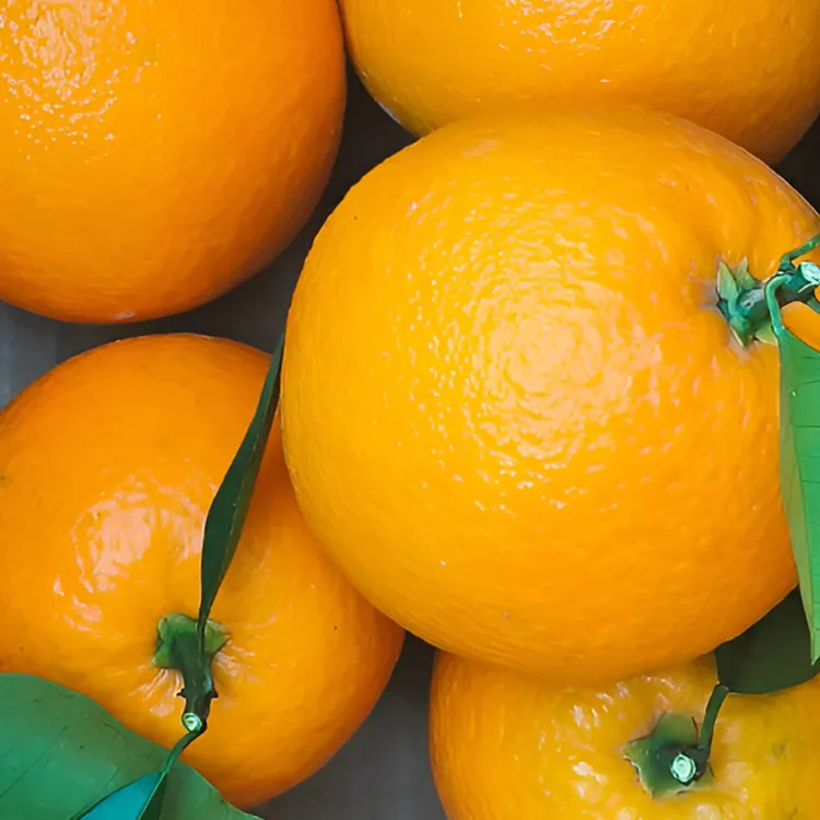 九月红橙酸甜多汁入口化渣产地直发品质保证