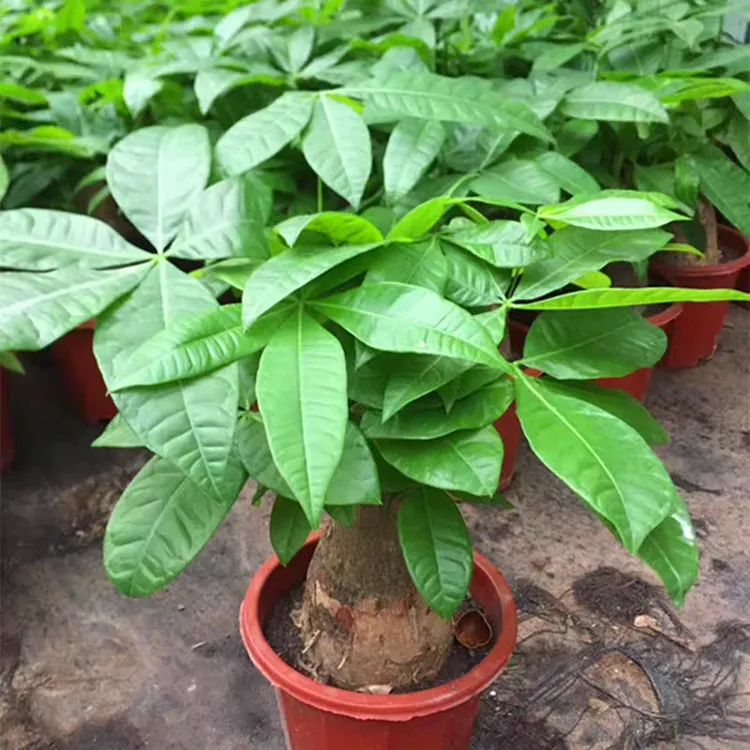 单杆发财树盆栽室内外绿植花卉四季常青4cm~5cm雪柳南天竹