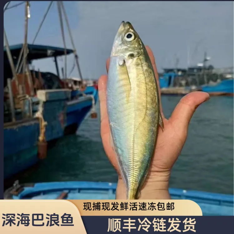 东山岛5斤小船海捕活冻巴浪鱼灯捕活冻发货巴浪鱼竹荚鱼红杉鱼