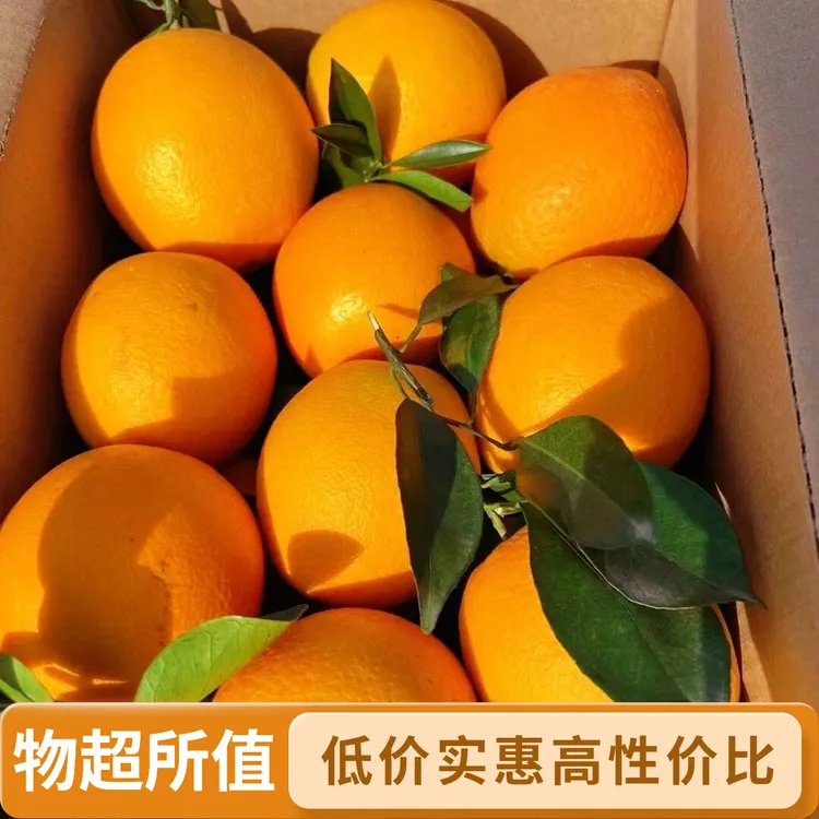 【果农现采现发】当季时令水果高山老树脐橙新鲜水果皮薄多汁
