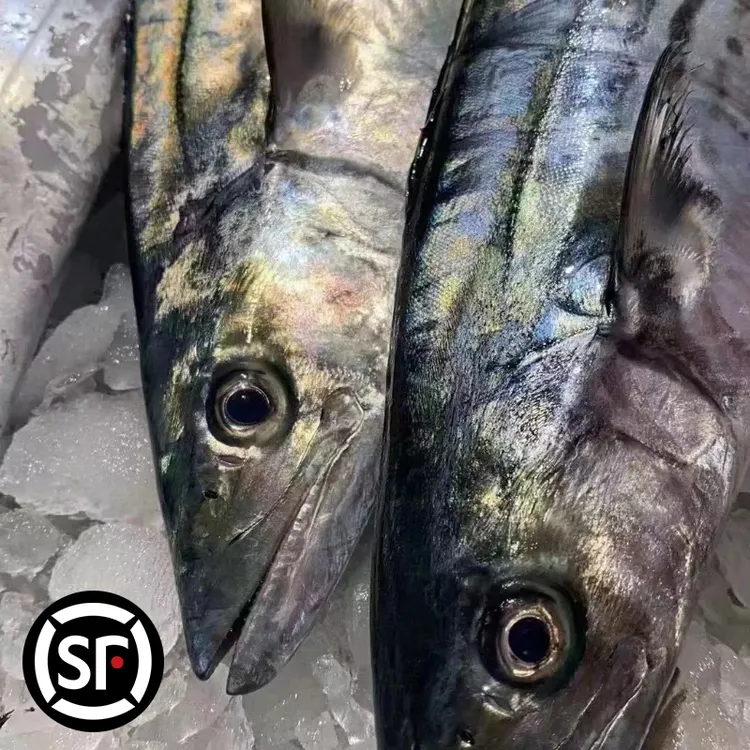 [青岛原产地大鲅鱼]蓝点马鲛鱼顺丰冷链包邮