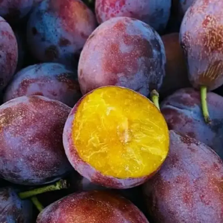 2年苗买一送一】蓝蜜西梅树苗正宗嫁接大果李子树苗南北方盆栽地栽