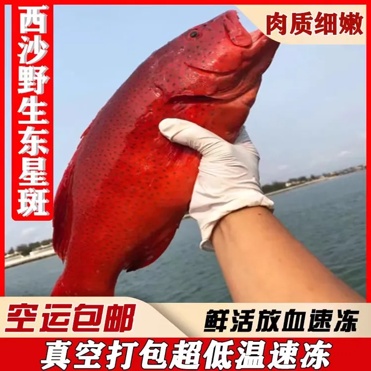 【顺丰冷链】新鲜东星斑深海石斑鱼可红烧清蒸鲜活生冻海鲜水产
