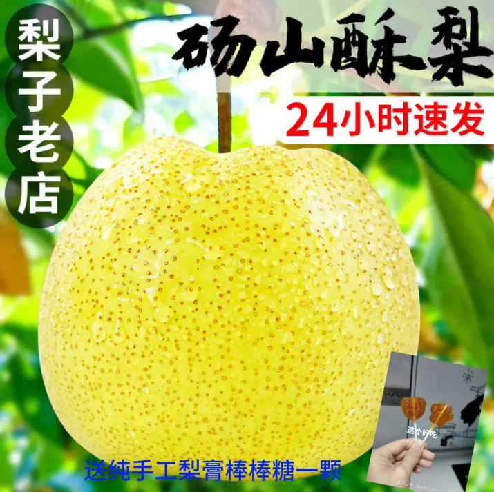 （邮政助农）砀山酥梨新鲜现摘应季薄皮多汁百年老树9斤箱批发中秋