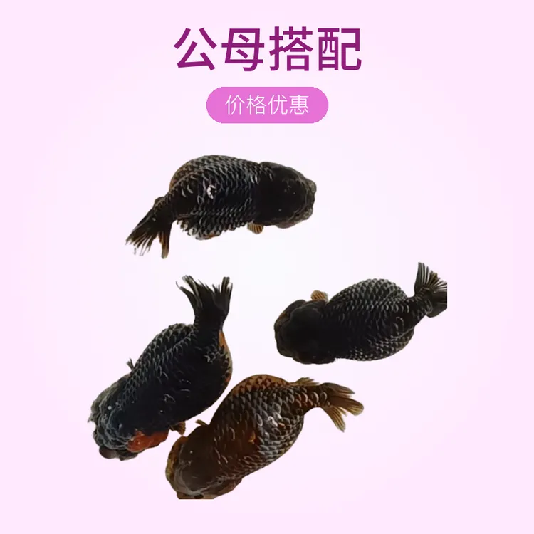 精品兰寿泰狮渔场直发，感谢支持