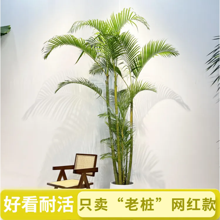高杆老桩竹子散尾葵绿植盆栽室内客厅大摆件好养耐活植物网红绿植