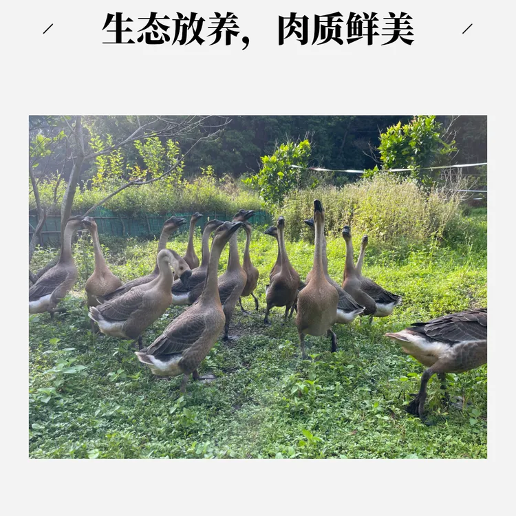农家散养养足天数的鹅新鲜现杀口感鲜美