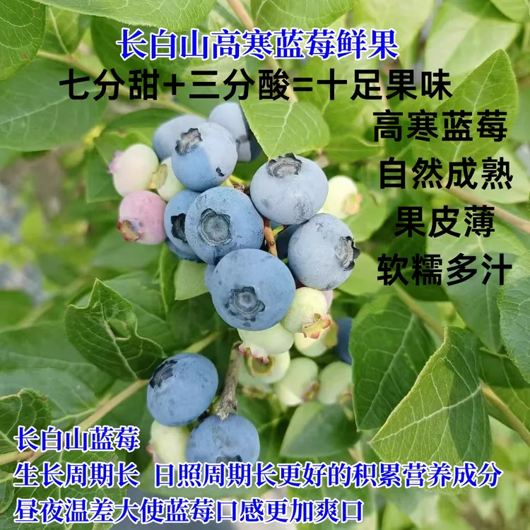 长白山花青素蓝莓高山高寒蓝莓新鲜采摘 顺丰空运-京东空运随机发