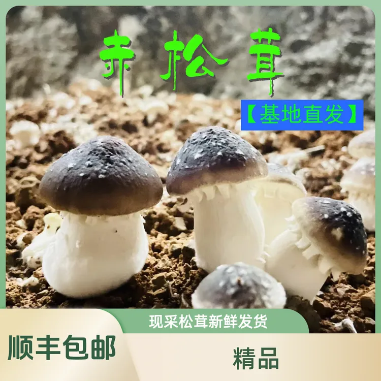 【顺丰包邮】精品现采农家仿野生新鲜赤松茸姬松茸菌菇煲汤蘑菇火锅