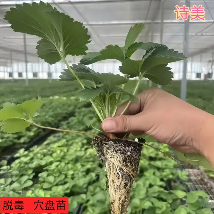 四季脱毒金刚白露草莓苗隋株越王穴盘草莓阳台盆栽地栽带土新苗