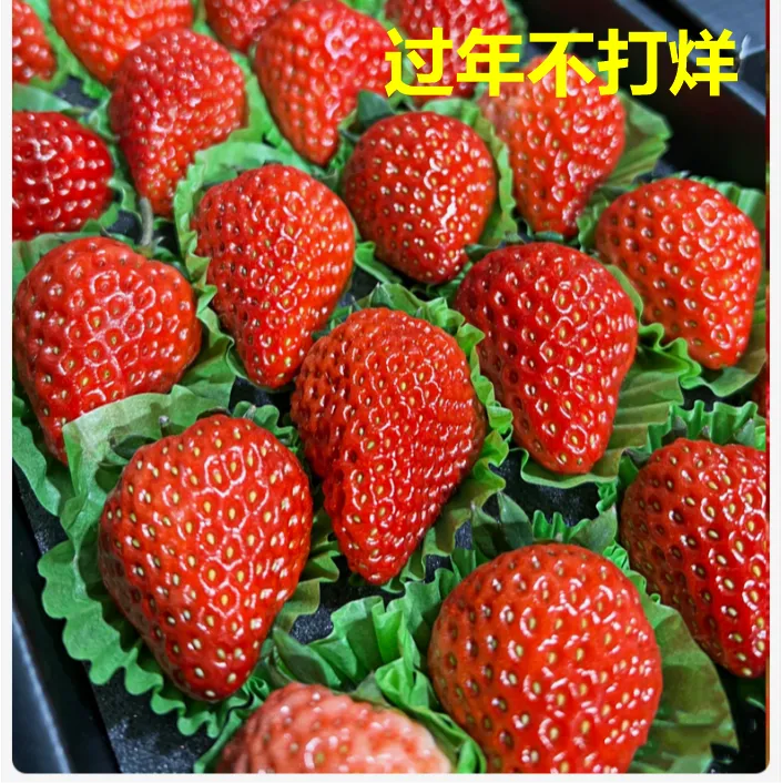 【顺丰特快】24小时发货正宗九九草莓一两一个大草莓当天摘当天发