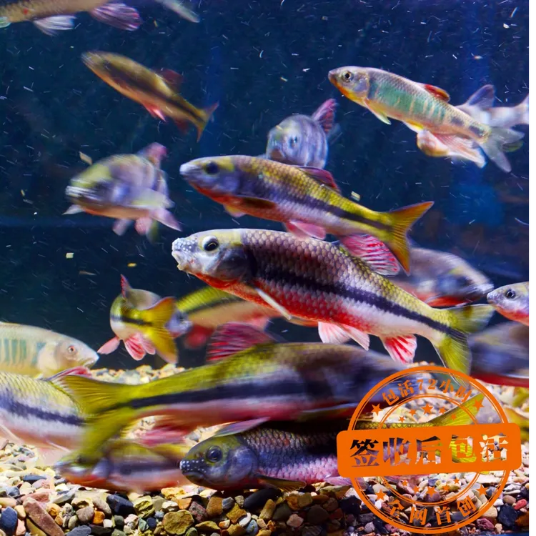 【新手好养】原生态鱼群冷水鱼光唇鱼淡水冷水鱼溪石斑鱼苗