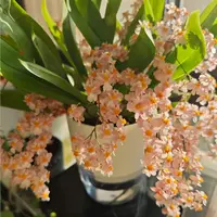 15-20支香槟粉梦香兰室内浓香巧克力香味高端花卉盆栽绿植