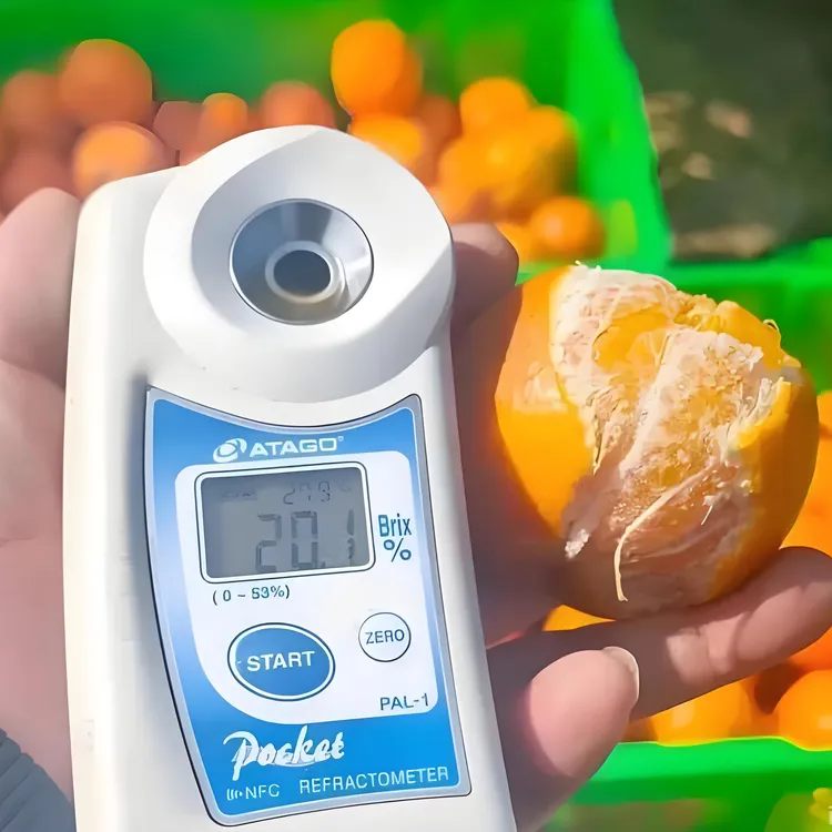 【稀土矿田沃柑】自家橘柑橙-不泡药-不打蜡-不清洗-不催熟原汁原味