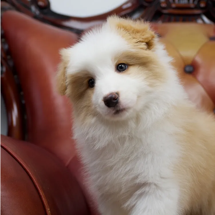 边境牧羊犬边牧幼犬赛级边牧宝宝冠军边牧幼犬定金