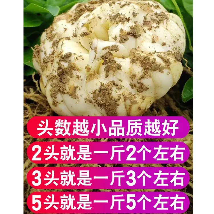 新鲜食用宜兴新鲜百合顺丰包邮可煲汤煲粥微苦特级百合新鲜现挖