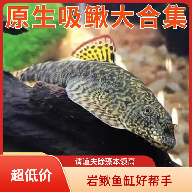 爬岩鳅双吸盘琵琶鱼冷水清道夫不加温鱼缸除藻原生鱼冷水鱼观赏鱼