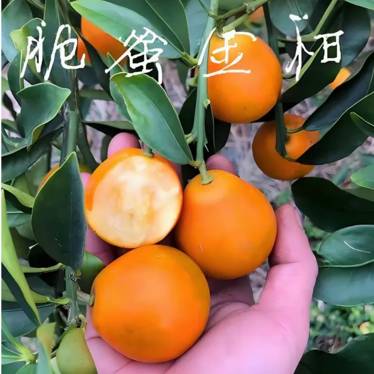 脆蜜金桔果树苗四季品种