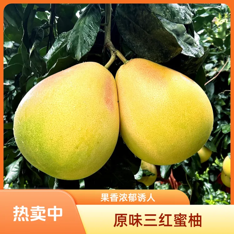 武陵山区重庆秀山原味三红蜜柚