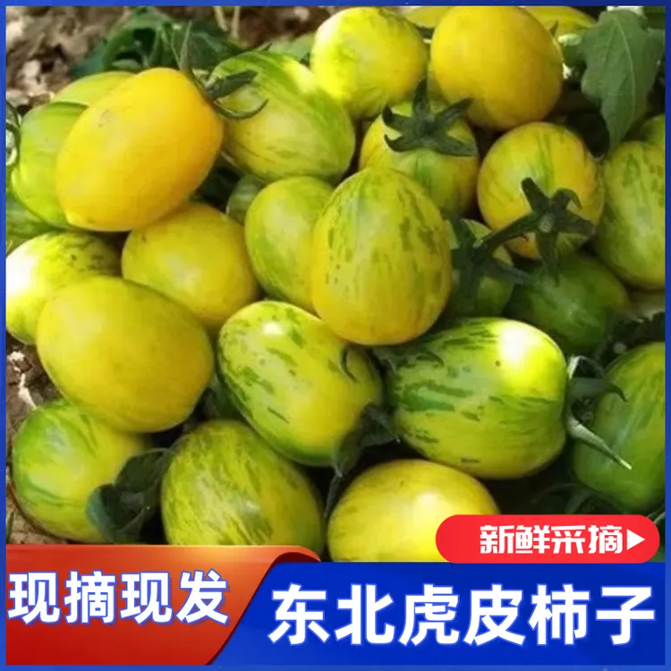 黄皮球柿子东北新鲜水果西红柿自种草莓柿子铁皮柿子脆甜生吃番茄