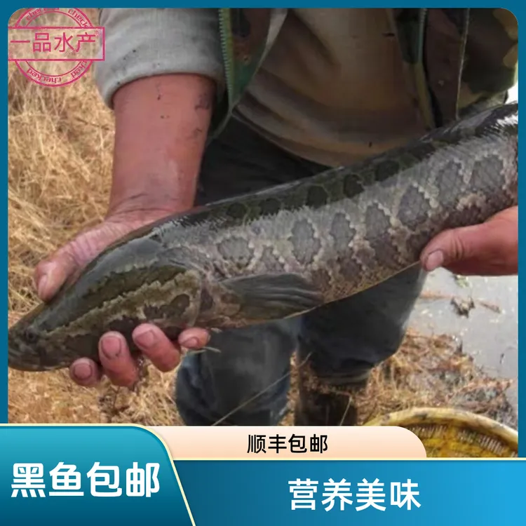 黑鱼生鱼乌鳢鱼家常做法营养美味酸菜鱼佳品1-5斤包邮包活到家