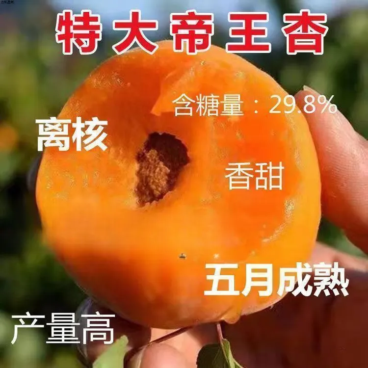 杏子树苗嫁接大帝王杏树苗甜杏树苗南北方盆栽地栽种植