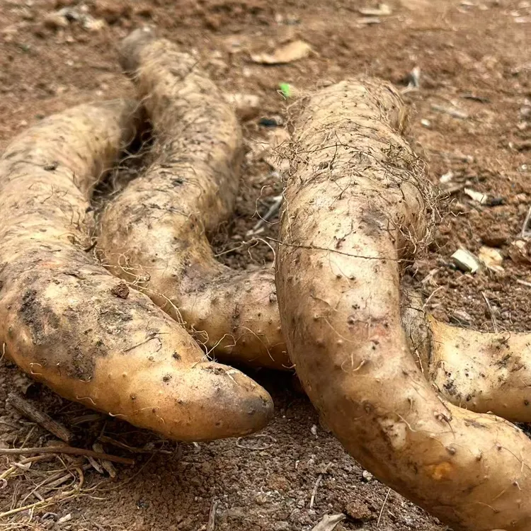 新鲜野生山药 伏牛山现挖