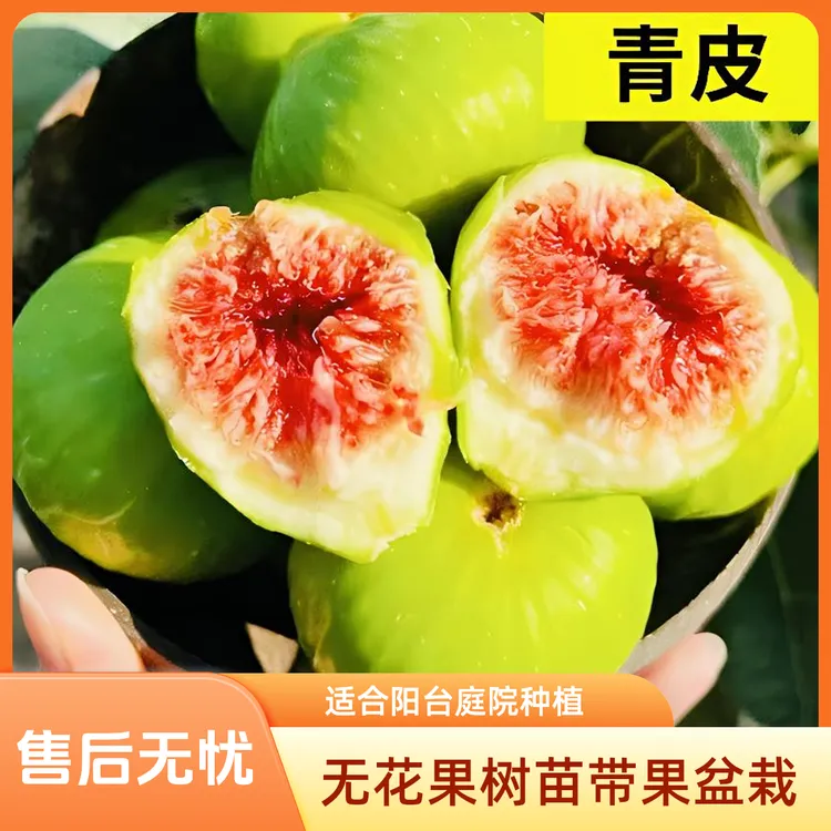 【青皮】无花果树果苗带果盆栽阳台庭院南北方可种植矮化耐寒小绿植