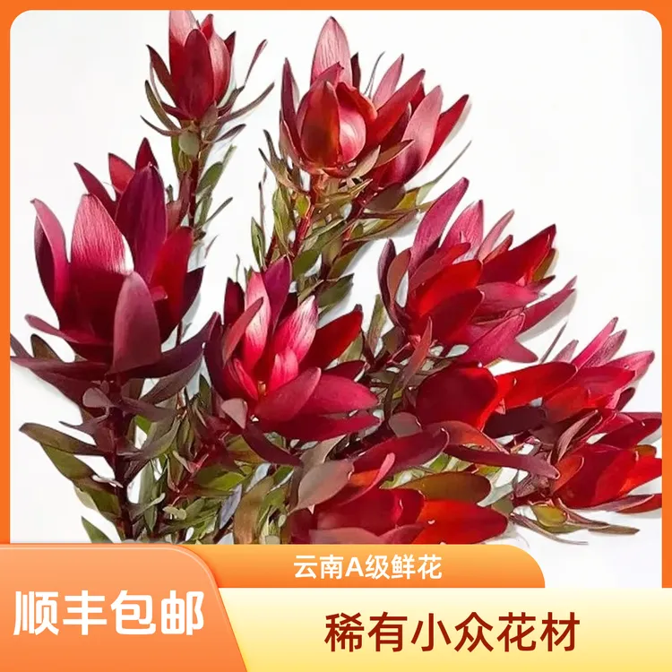 A级进口鲜花多头木百合南非稀有小众花材水培鲜花可做干花永生花